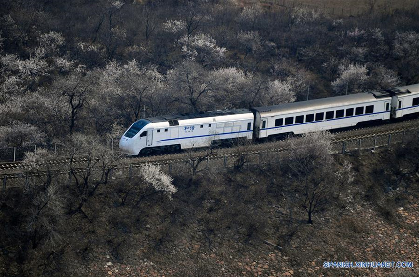 Tren corre entre flores cerca del Paso de Juyongguan, en Beijing