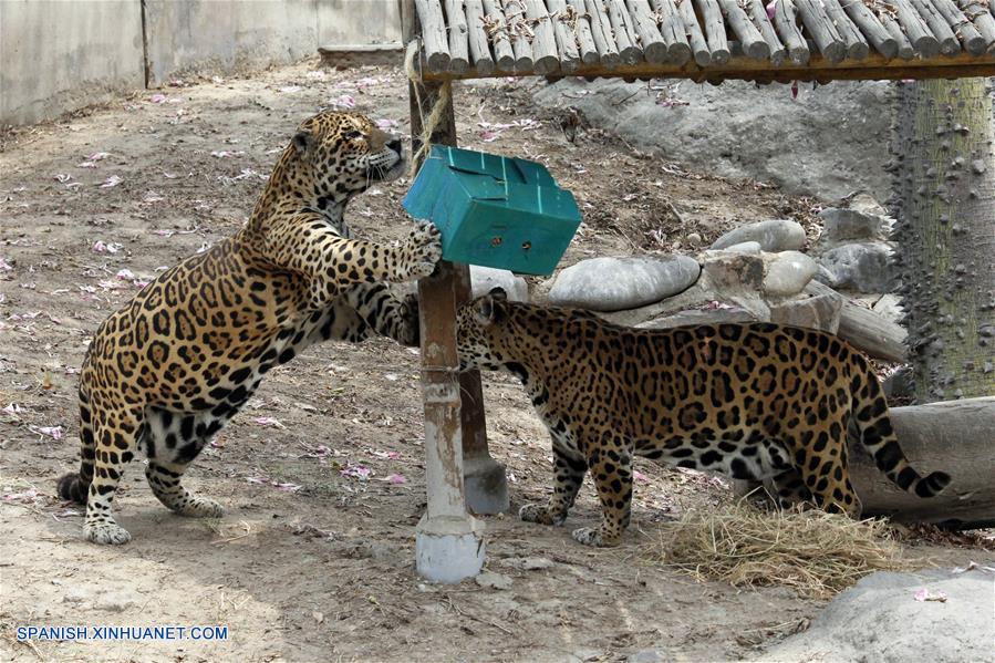 Perú: Fotos de jaguares en parque zoológico de Huachipa
