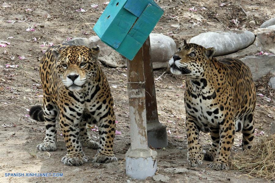 Perú: Fotos de jaguares en parque zoológico de Huachipa
