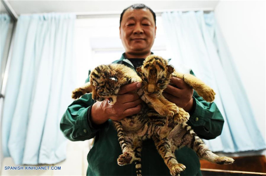 Cachorros de tigre siberiano en Centro de Crianza Felina Hengdaohezi