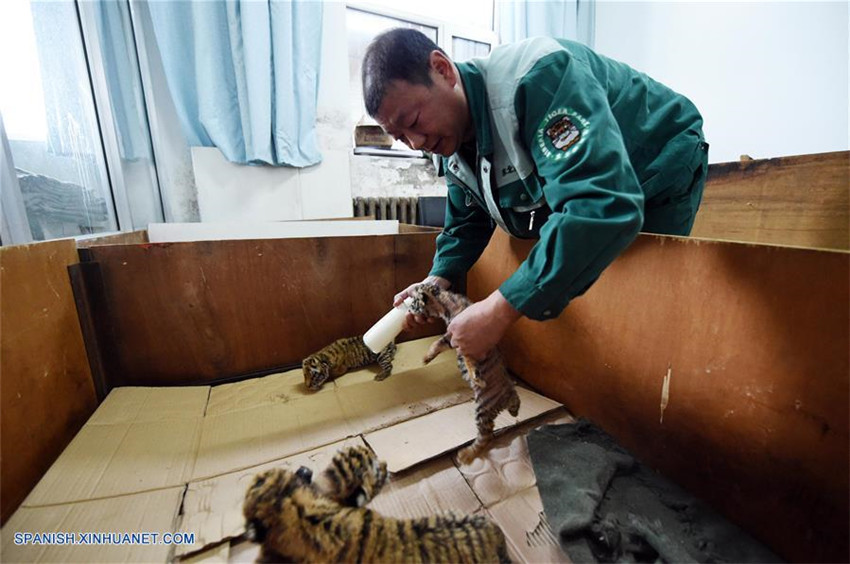 Cachorros de tigre siberiano en Centro de Crianza Felina Hengdaohezi