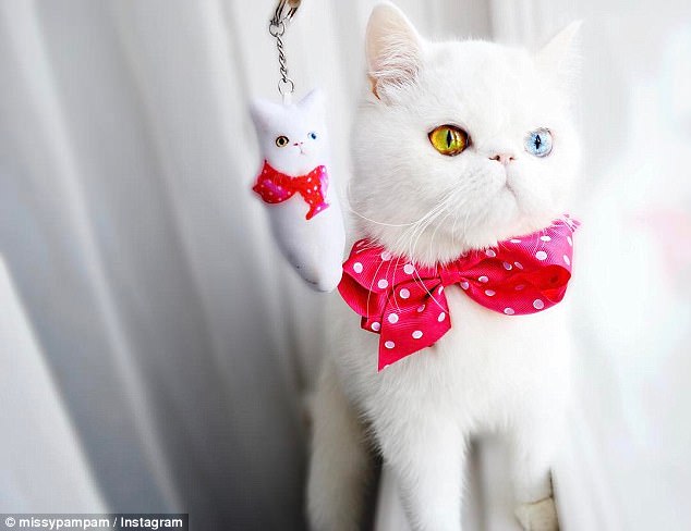 Pam Pam, el gato que ha ganado 74 mil fans en Instagram con sus preciosos ojos5