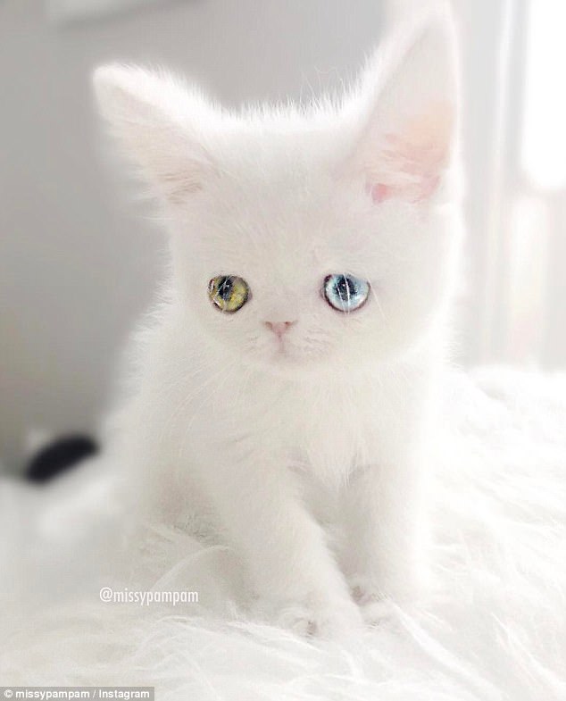Pam Pam, el gato que ha ganado 74 mil fans en Instagram con sus preciosos ojos3