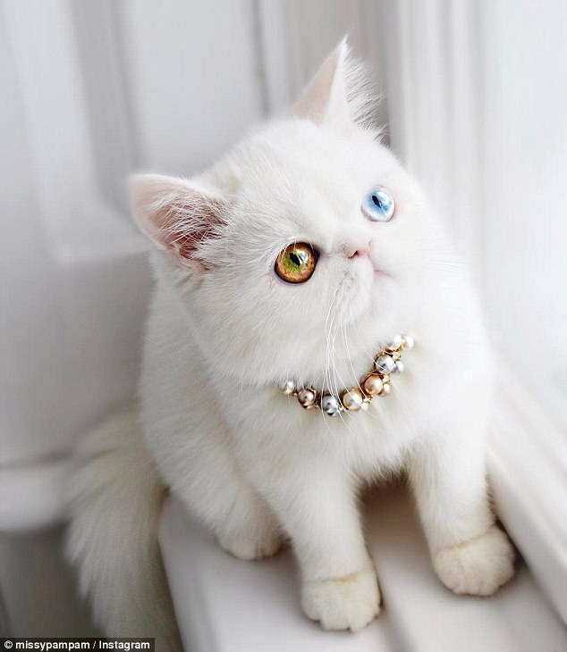 Pam Pam, el gato que ha ganado 74 mil fans en Instagram con sus preciosos ojos4