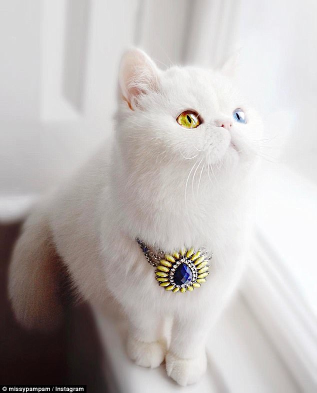 Pam Pam, el gato que ha ganado 74 mil fans en Instagram con sus preciosos ojos2