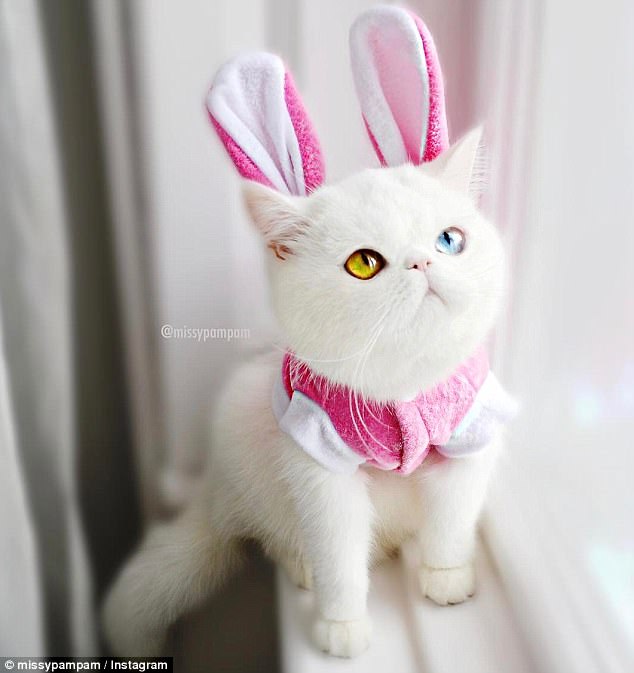 Pam Pam, el gato que ha ganado 74 mil fans en Instagram con sus preciosos ojos1