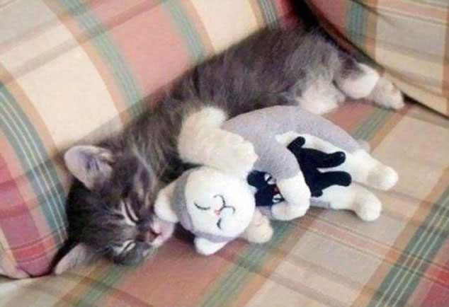 ¡Yo y mi hermanito! Mascotas durmiendo con sus juguetes de peluche