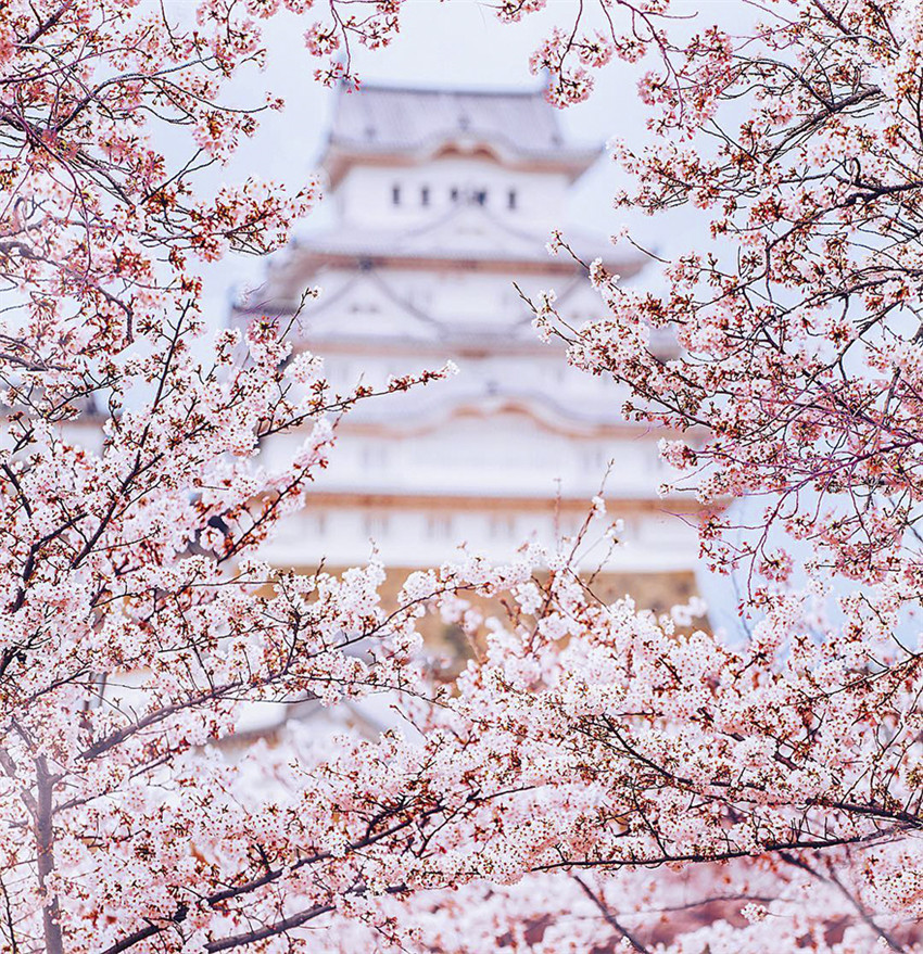 He comprado boletos a Japón durante la floración de cerezo, el viaje resulta ser un rosado cuento de hadas