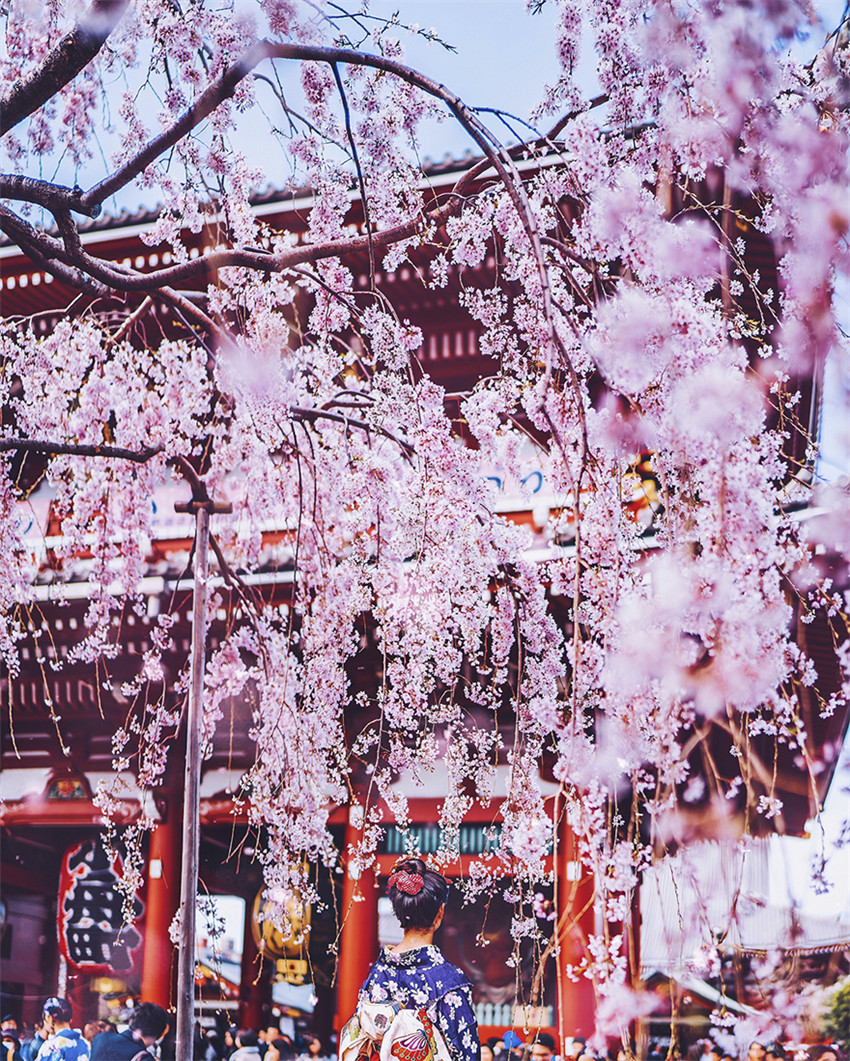 He comprado boletos a Japón durante la floración de cerezo, el viaje resulta ser un rosado cuento de hadas