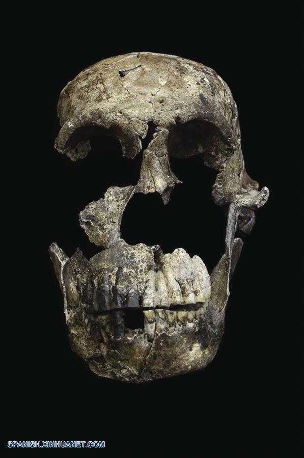 Homo naledi: nueva especie de homínido que vivió hace entre 335,000 y 236,000 años