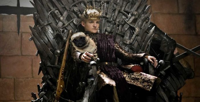 Rey Joffrey abraza a un carlino, y se estalla una batalla brutal de Photoshop