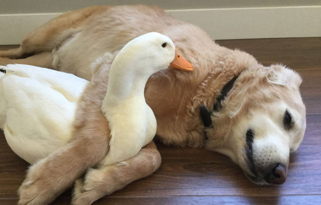 Fotos que muestran amistad increíbles entre los animales
