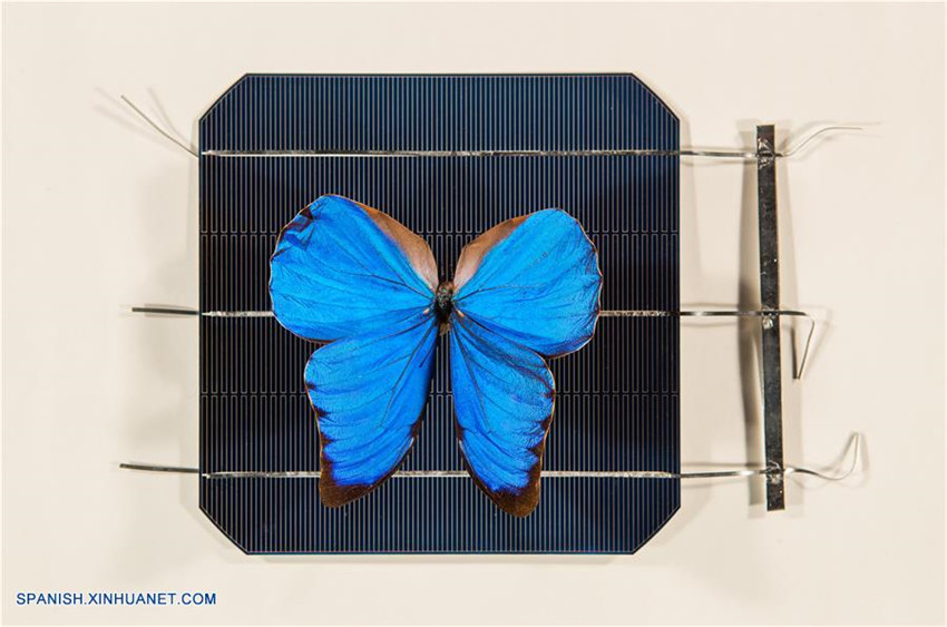 Alas de mariposa pueden ser usadas para inspirar nuevas tecnologías en celdas solares