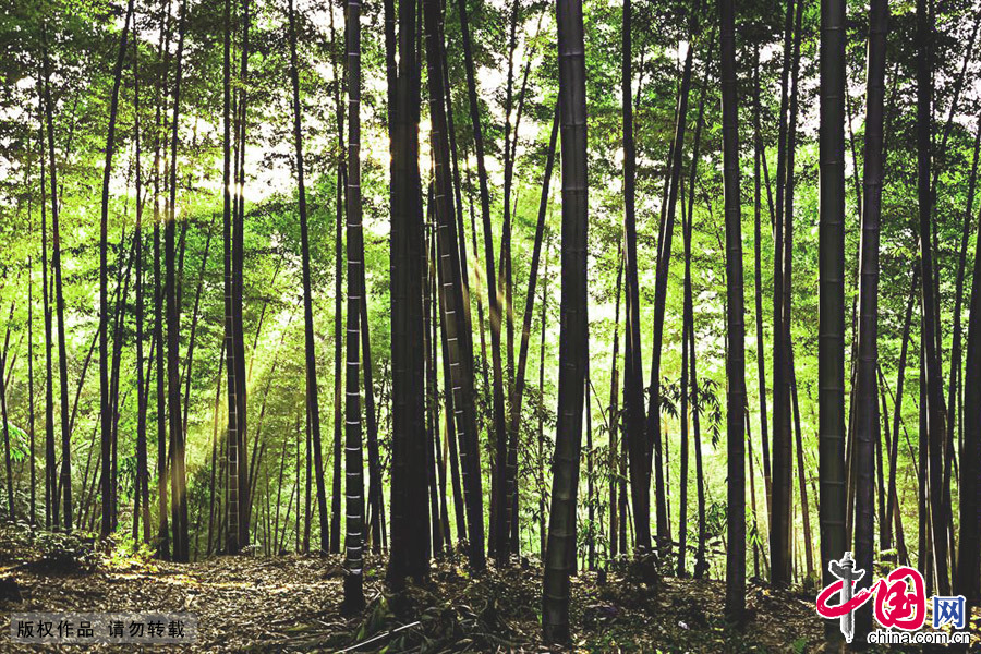 La belleza del bosque de bambú de China