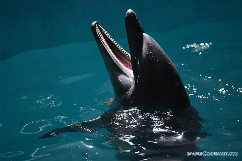 Delfín nada en un acuario en Harbin