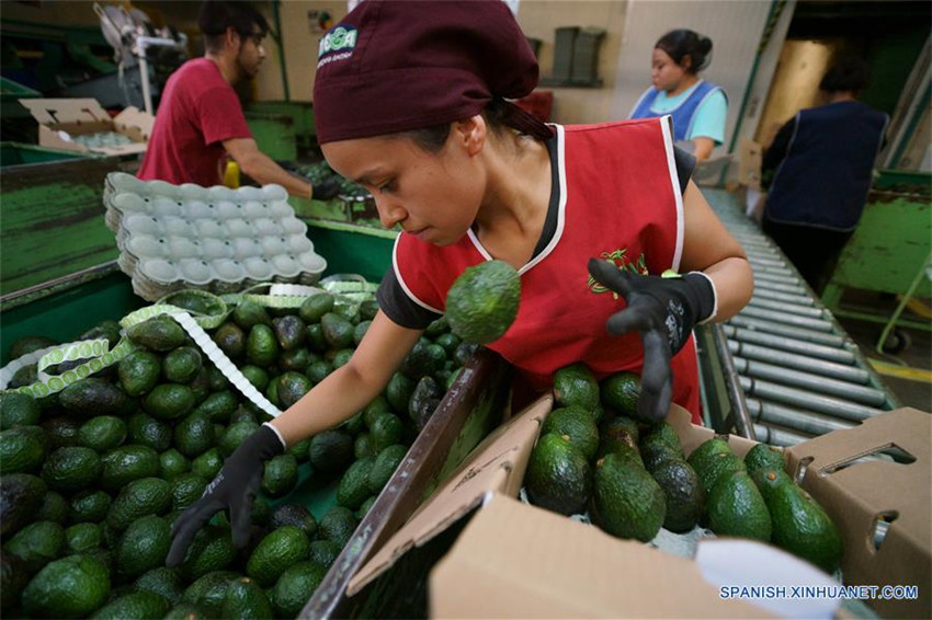Uruapan de México, capital mundial del aguacate
