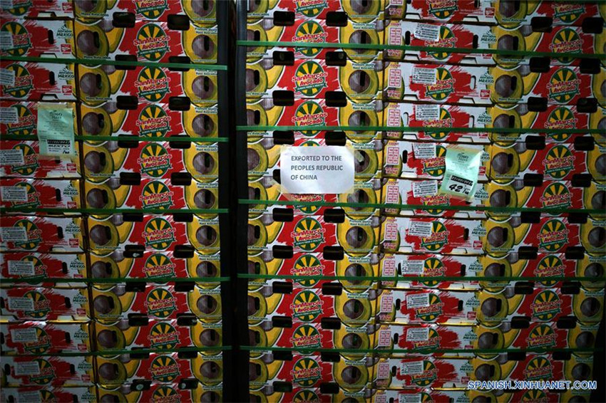 Uruapan de México, capital mundial del aguacate