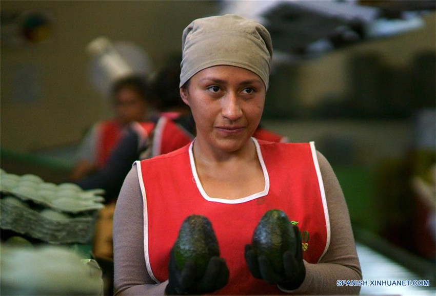 Uruapan de México, capital mundial del aguacate