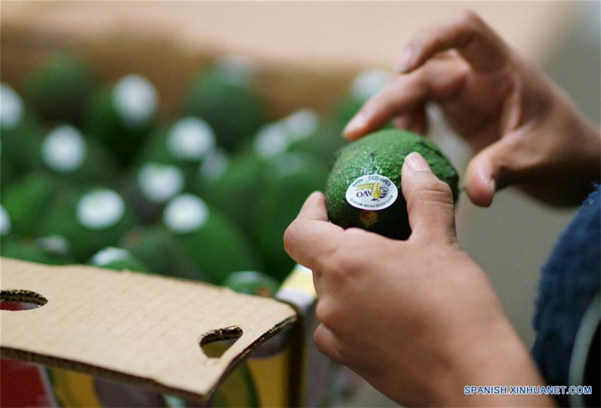 Uruapan de México, capital mundial del aguacate