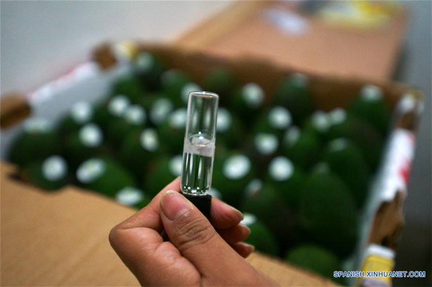 Uruapan de México, capital mundial del aguacate