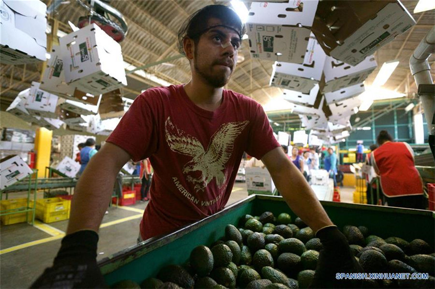 Uruapan de México, capital mundial del aguacate