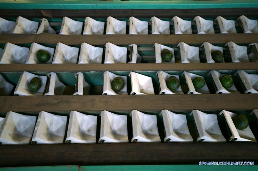 Uruapan de México, capital mundial del aguacate