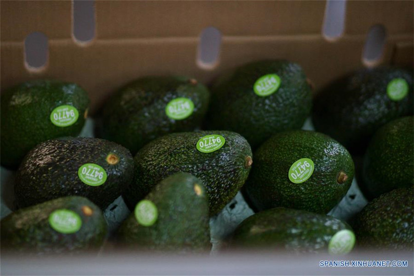 Uruapan de México, capital mundial del aguacate