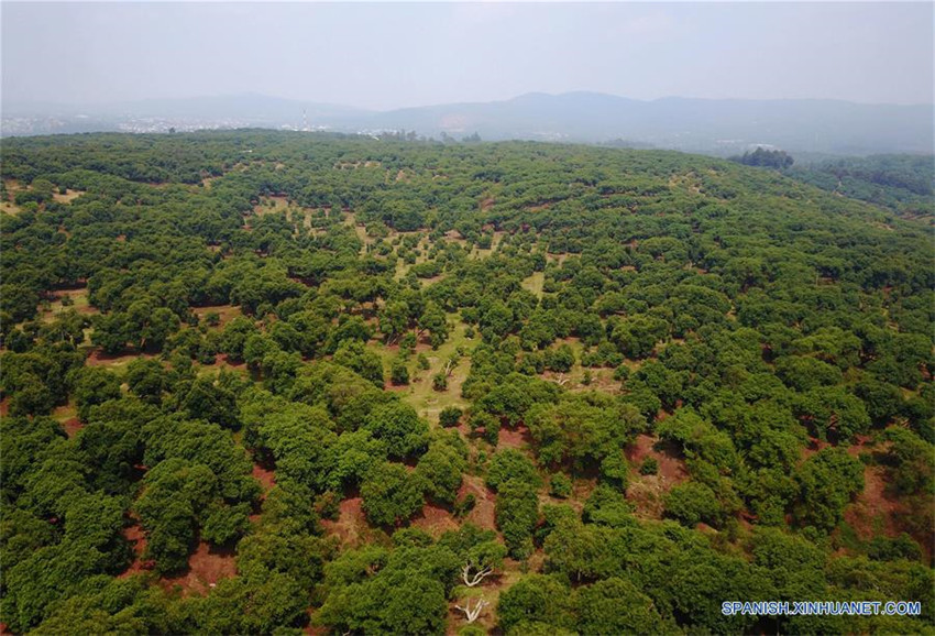 Uruapan de México, capital mundial del aguacate