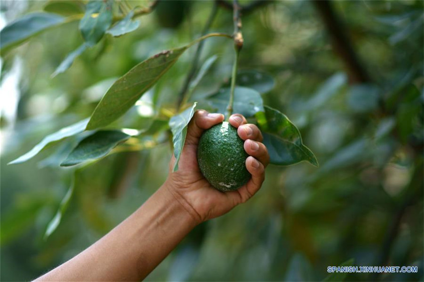 Uruapan de México, capital mundial del aguacate