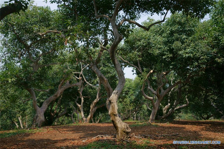 Uruapan de México, capital mundial del aguacate