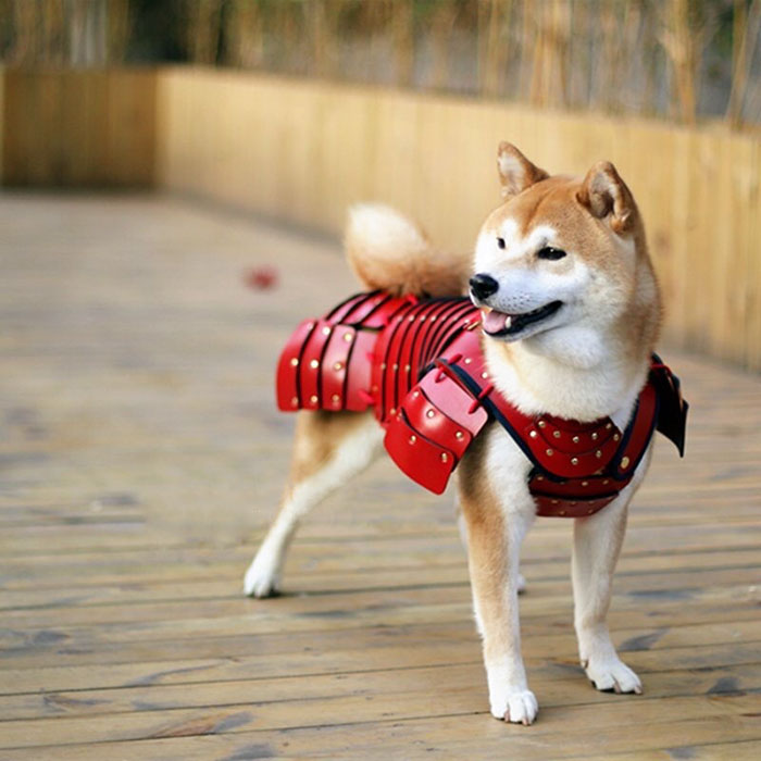 Esta compañía japonesa fabrica armaduras de samurai para perros y gatos