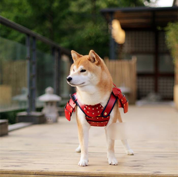 Esta compañía japonesa fabrica armaduras de samurai para perros y gatos