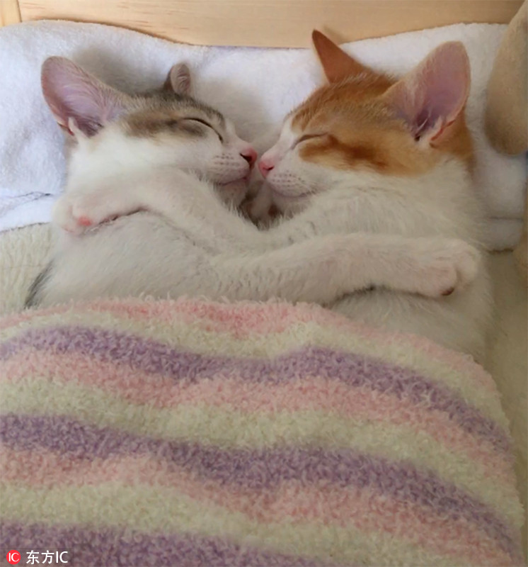 Momentos cariñosos de Canele y Amelie, dos gatos hermanos 2