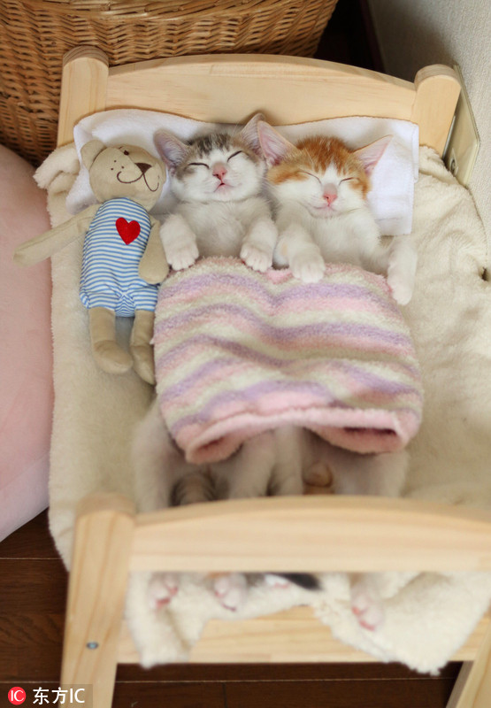 Momentos cariñosos de Canele y Amelie, dos gatos hermanos 3