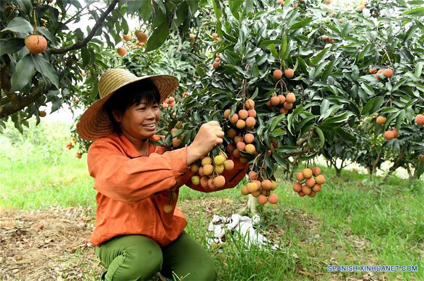 Cosechan litchi en Guangxi, sur de China