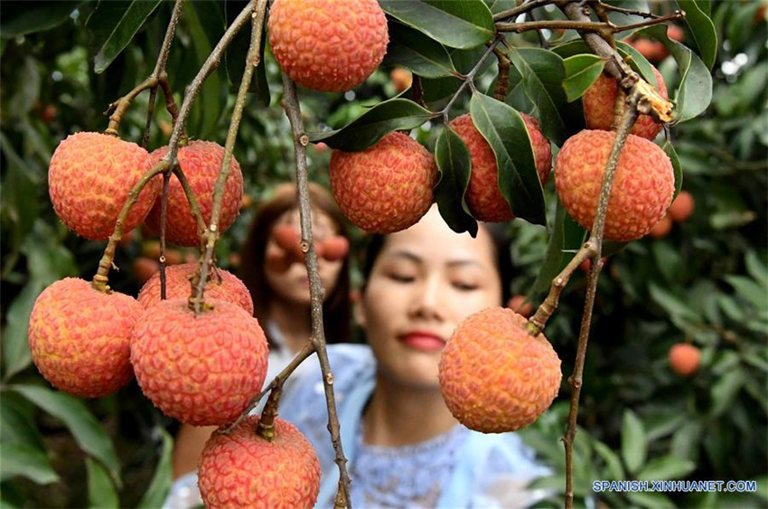 Cosechan litchi en Guangxi, sur de China