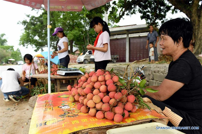 Cosechan litchi en Guangxi, sur de China