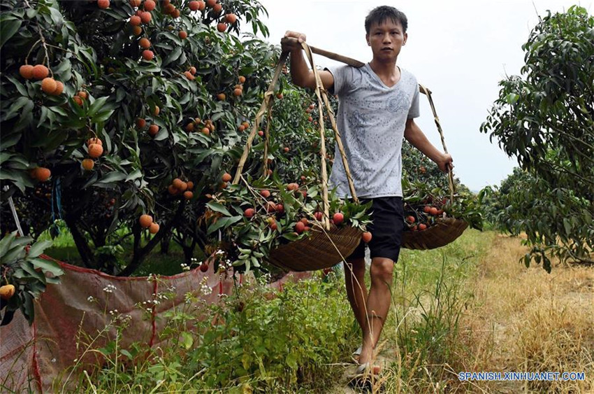 Cosechan litchi en Guangxi, sur de China