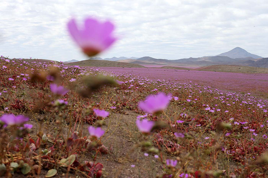 Después de la lluvia preciosa en el desierto ...