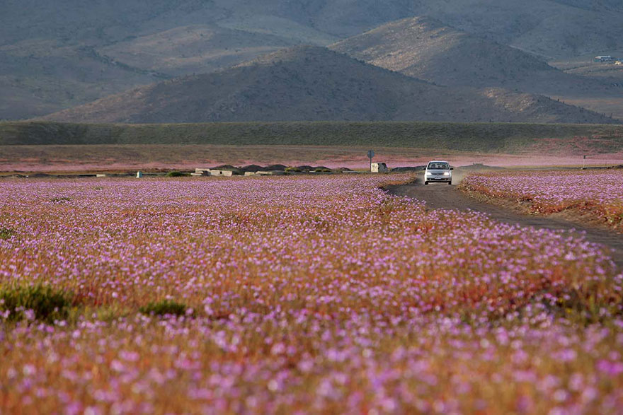 Después de la lluvia preciosa en el desierto ...