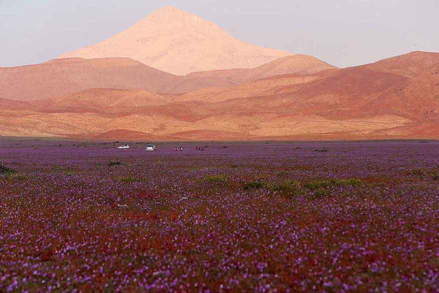 Después de la lluvia preciosa en el desierto ...