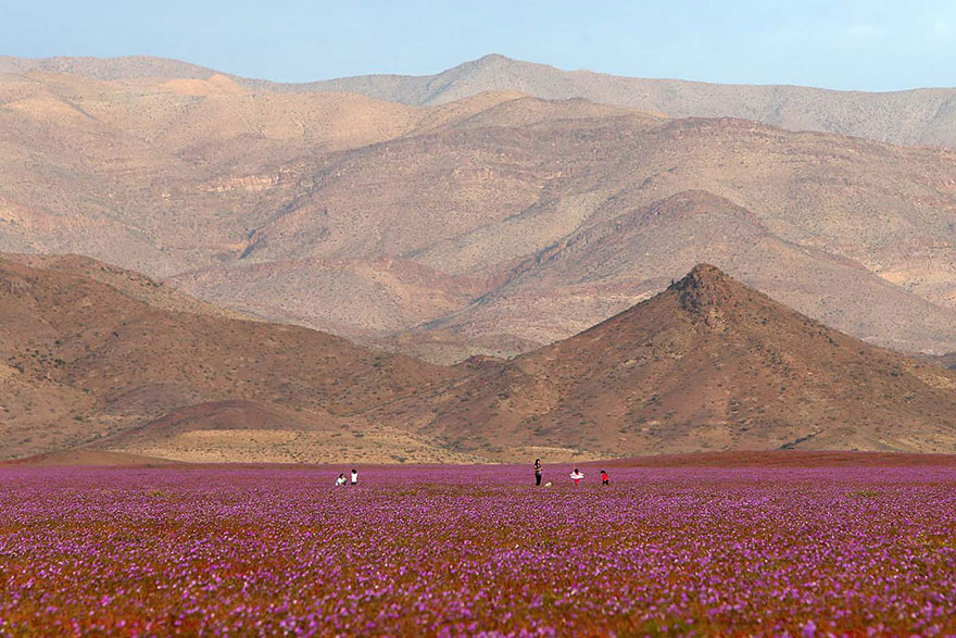 Después de la lluvia preciosa en el desierto ...