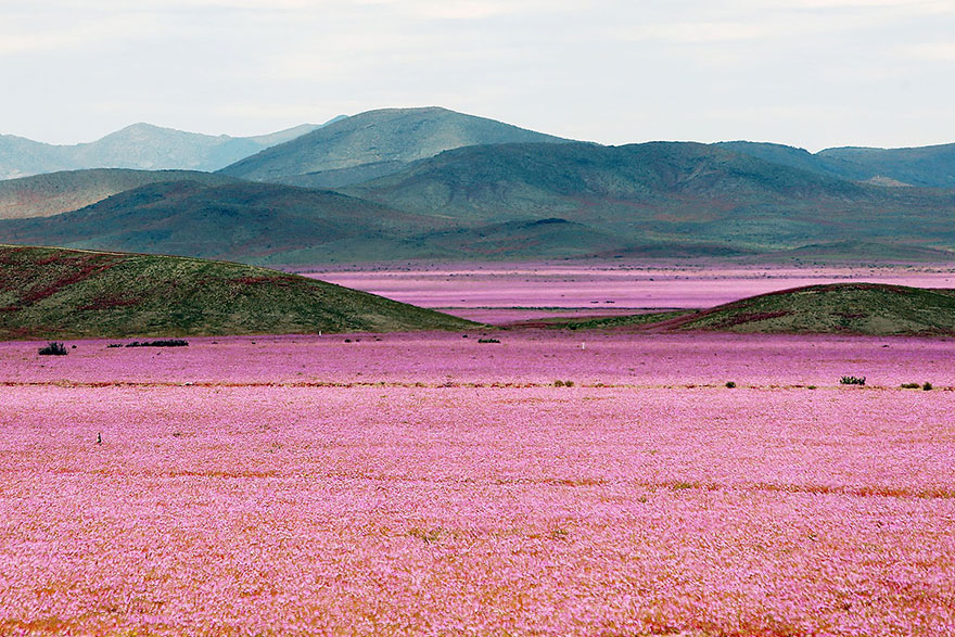 Después de la lluvia preciosa en el desierto ...