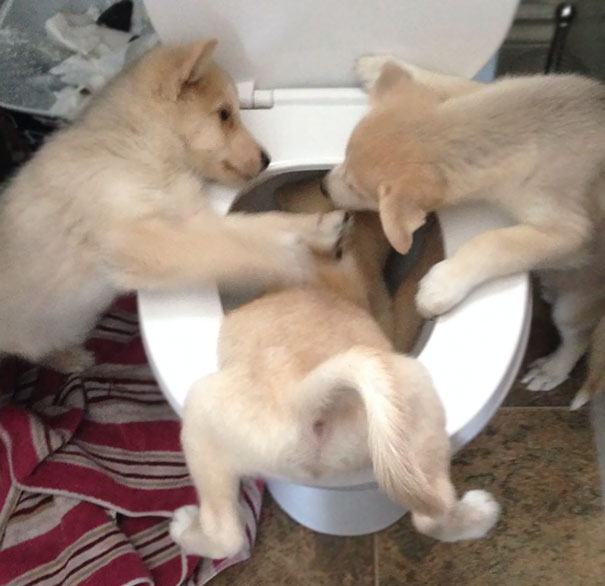 10 fotos graciosas de los perros actuando extrañamente