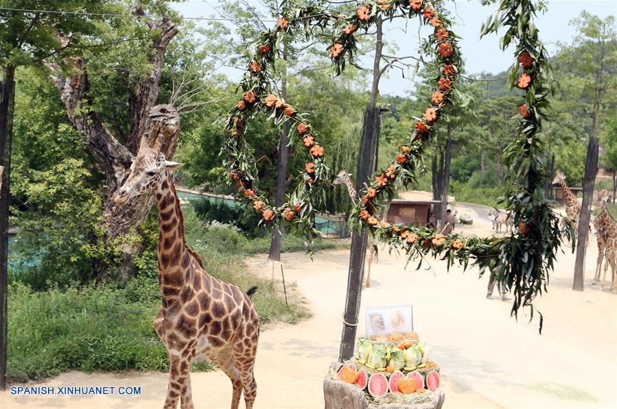 Animales en medio del calor del verano en Parque Temático Everland en Yongin
