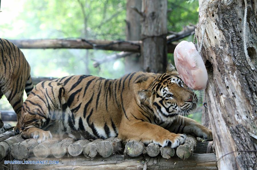 Animales en medio del calor del verano en Parque Temático Everland en Yongin