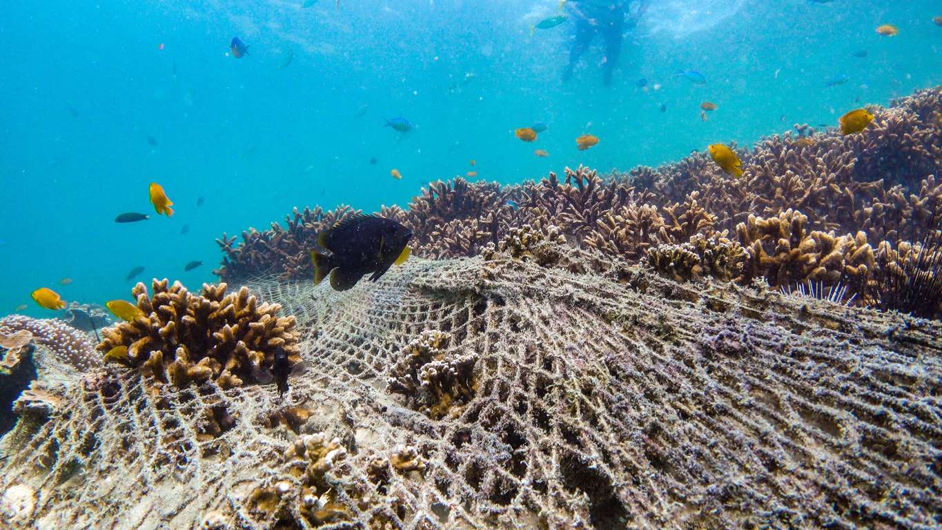 La vida de los océanos bajo amenaza por la contaminación de plásticos