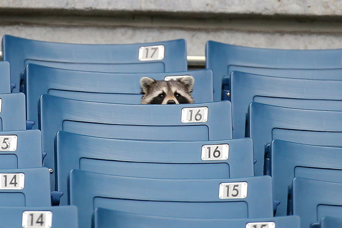 Fotos que demuestran que los mapaches son animales más adorables del mundo