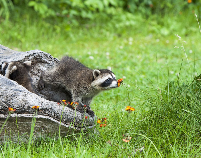 Fotos que demuestran que los mapaches son animales más adorables del mundo