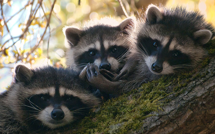 Fotos que demuestran que los mapaches son animales más adorables del mundo